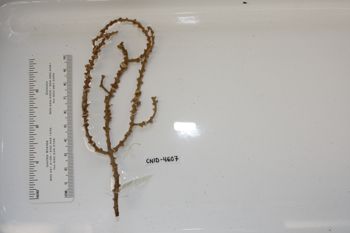 Media type: image;   Invertebrate Zoology CNID-4607 Description: Preserved specimen.;